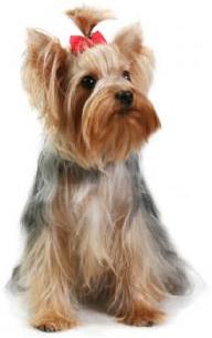 Yorkiepuppies Youtube on Puppies For Sale   Teacup Yorkie Puppies For Sale   Yorkie Puppies